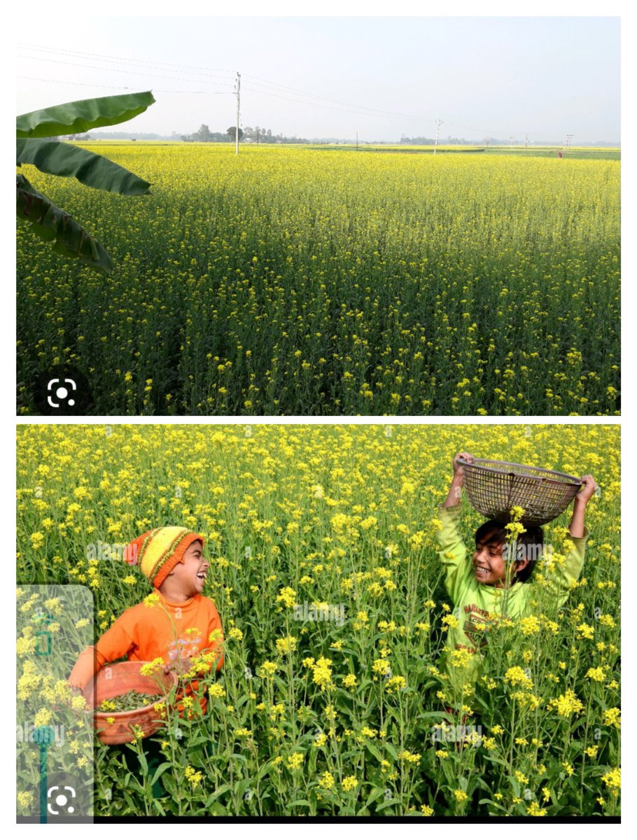 AditiSinghRoy1's tweet photo. রাজ্যের এক্তিয়ার্গত কৃষির ওপর( GEAC) র চাপিয়ে দেওয়া  অপরিকল্পিত আদৌ উচ্চফলনশীল নয়,জৈবকৃষী বিরুদ্ধ,জিএম সর্ষে ভারতের স্বাধীন প্রজান্তন্ত্রের ওপর আঘাত, সুপ্রিম কোর্টের রায় অমান্য করেই,প্রবেশ করাবার সিদ্ধান্ত।ICARওFSSAIরছাড়পত্র অতি লজ্জাজনক।
#SaveOurFarmers
#NoGMMustardPoison https://t.co/Nx7KPJpbDl