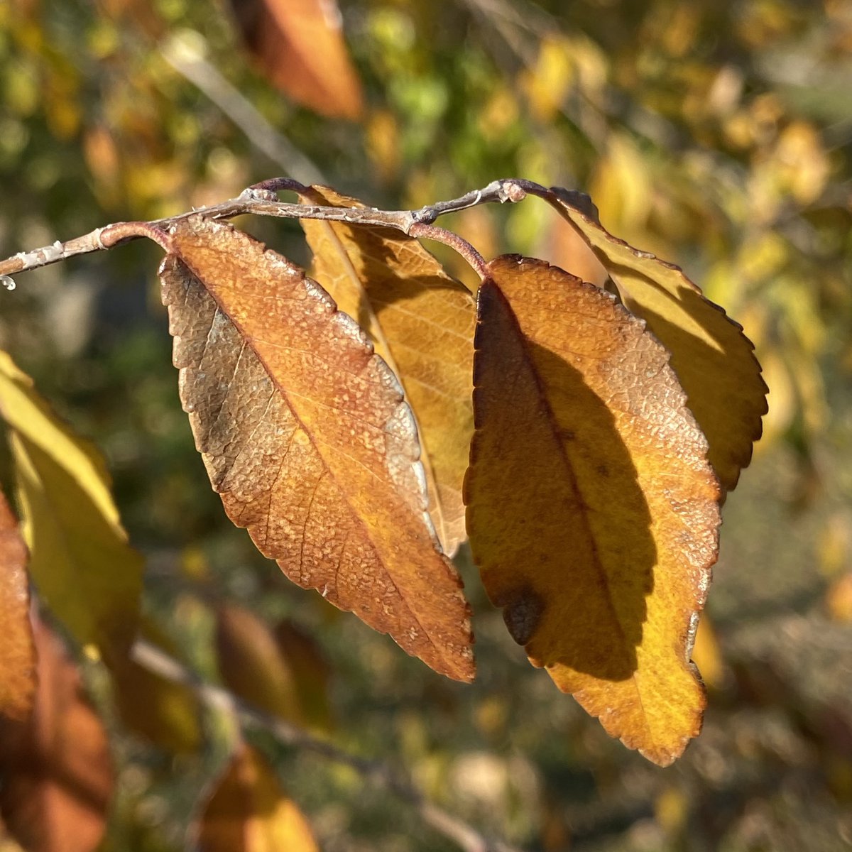 Bronze, brown and yellow.

#colors #colorsinnature #colorinspiration #fallcolor #naturephoto #naturelovers #trees #elm #elmtree #leaves #leaf #leaflove #fortheloveofleaves #leaveschanging #fallvibes #fallpalette #fifty_shades_of_nature #bronze #nature #garden #gardening