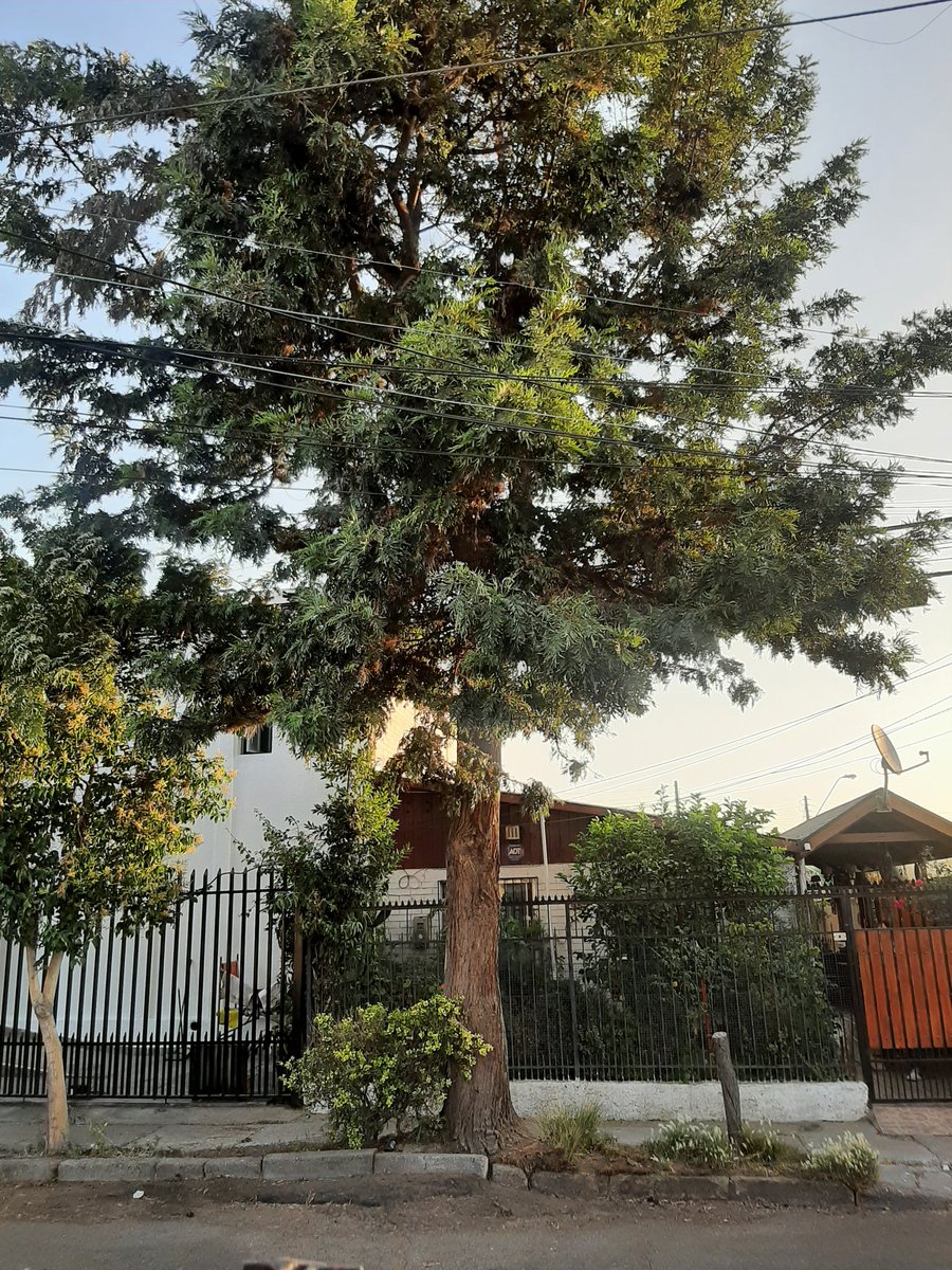 ProfeEstebanLop's tweet photo. @Muni_Maipu no responde a  vecinos, ya cayó una rama y generó corte de luz, están esperando que alguna persona sufra un accidente para actuar, meses esperando podar o cortar un árbol, necesitan que salga en la tv esta situación para hacer algo? @biobio @chilevision @24HorasTVN https://t.co/4G8uEzSFhB
