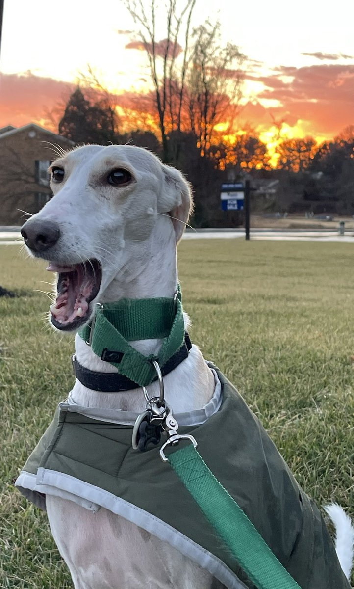 anna_jester's tweet photo. No picture I’ve taken of my dog reminds me more of the Ig Nobel Prize(s) and Miss Sweetie Poo #pleasestopImbored https://t.co/TiFx3XS2Qb