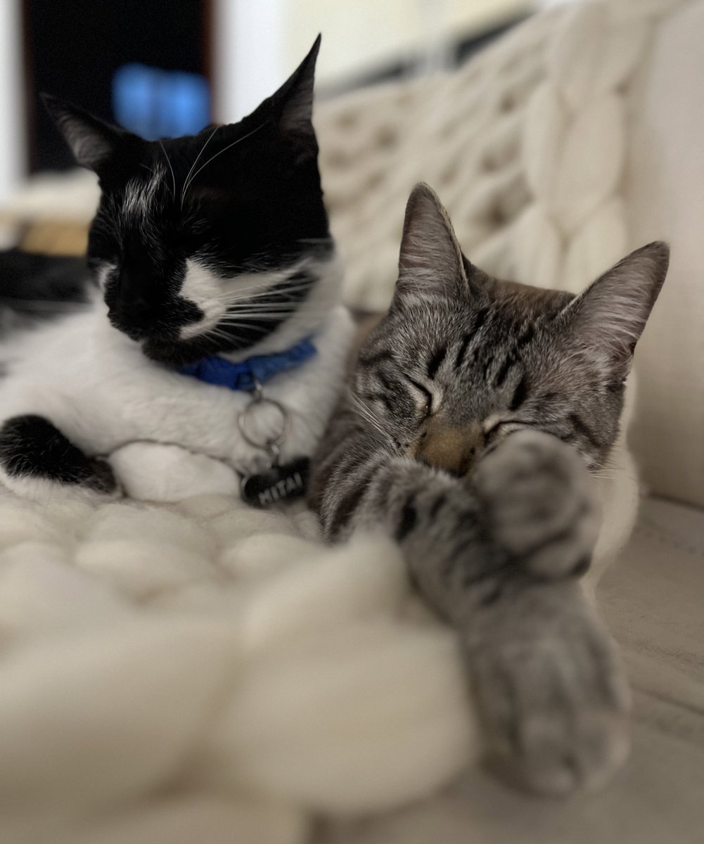 horacio_rv's tweet image. interrumpo tu feed de Twitter con una foto de mis gatitos #Mitai y #Karai…

¡De #Paraguay para el mundo!