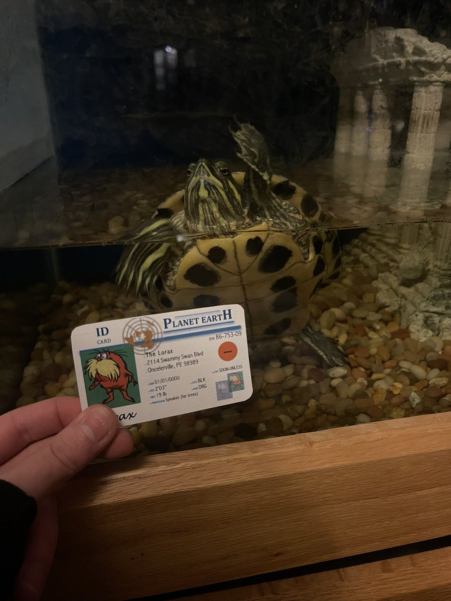 DanikaMinster's tweet photo. This is my turtle, Mystery. He is a primary consumer; therefore, his diet consists of plants as he is an herbivore. He would be prey to secondary and tertiary consumers #apeseco @franklinlorax https://t.co/yQq5wHafjd