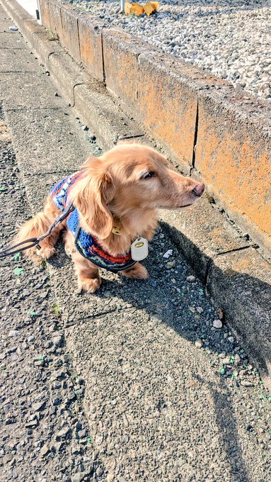 たのしいマロンポ(全然歩かない) 