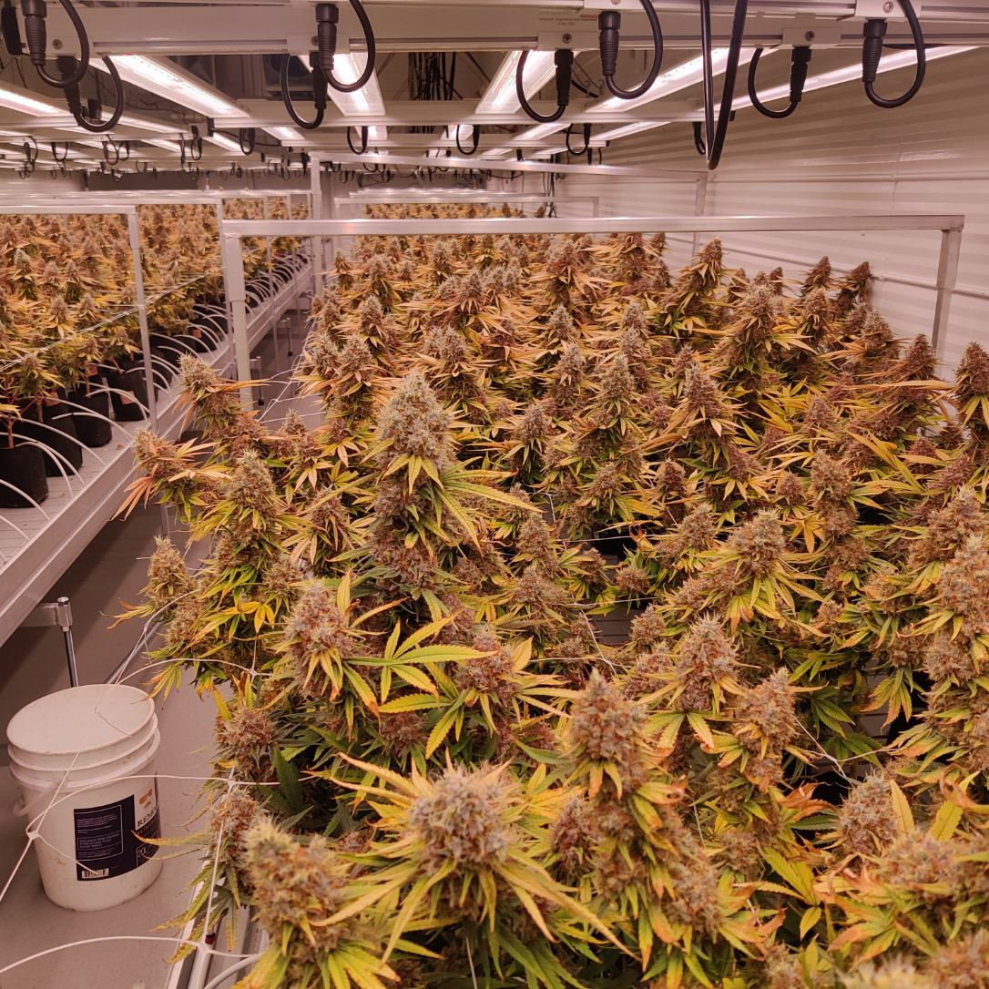 CanCanServe's tweet image. High tide