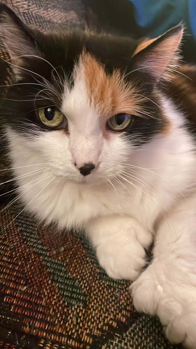techdivatocci's tweet photo. @CrumblCookies Her name is Kali May. She has an extra toe. https://t.co/eJv0BebCny