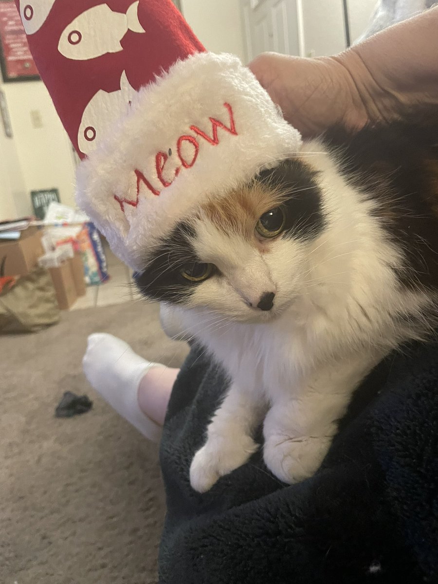 techdivatocci's tweet photo. @CrumblCookies Her name is Kali May. She has an extra toe. https://t.co/eJv0BebCny