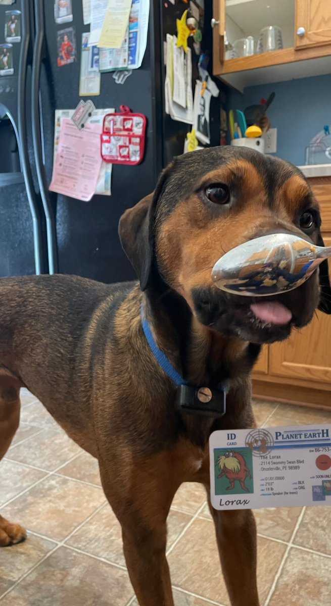 zoey_apes's tweet photo. This is my dog, Bear. He is a k-strategist which means that his parents produced little offspring but took very good care of them. He fits the survivorship type I curve and is named after a top-of-the-food-chain predator and omnivore! #apeseco @franklinlorax https://t.co/JuQn98wyjT