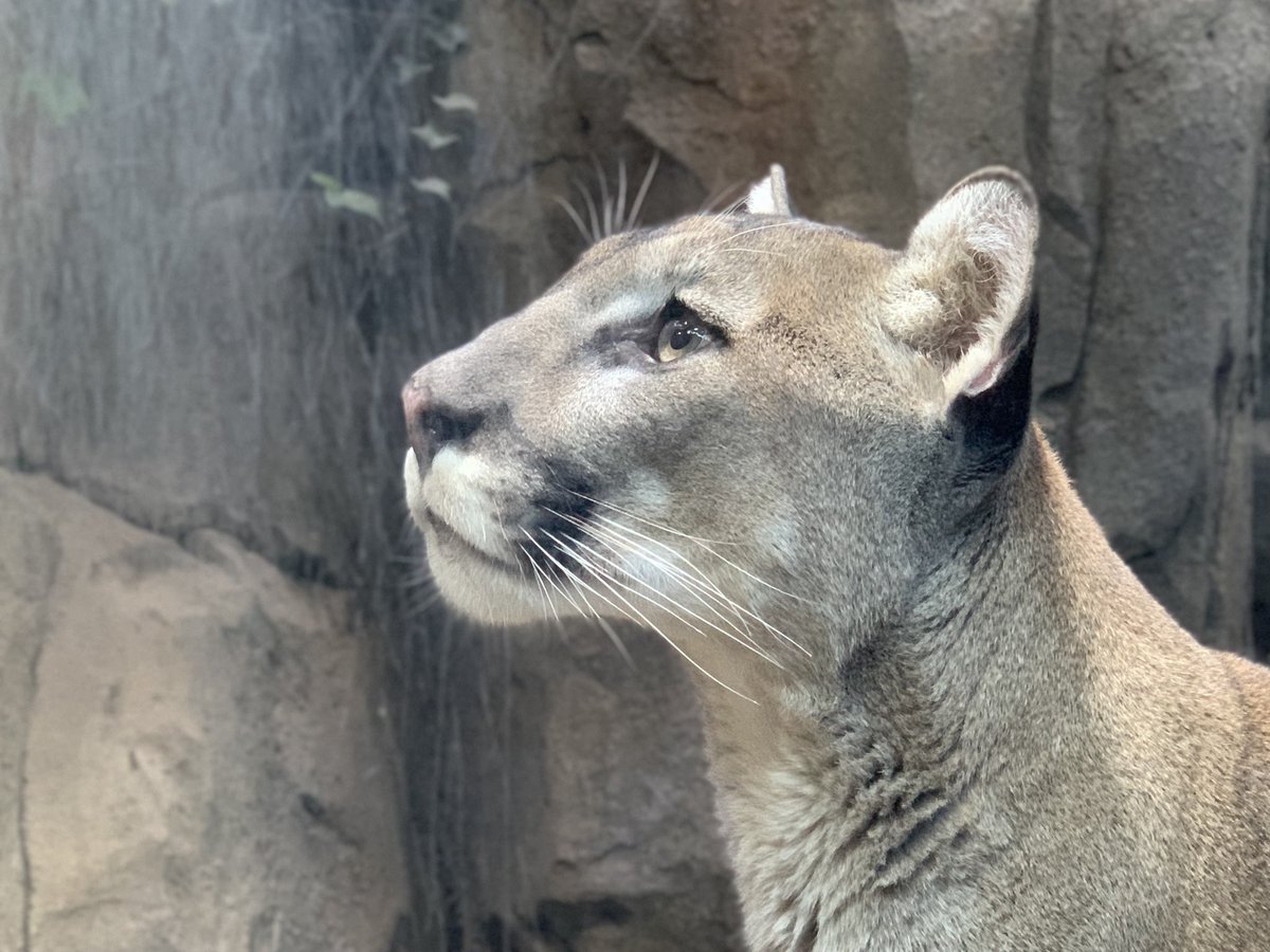 closer_blue18's tweet photo. 2023.1.3

美しい横顔🌹💫

 #神戸どうぶつ王国
 #ピューマ #クーガー
 #ブル♂
 #puma #cougar #mountainlion https://t.co/E1Gp8dlkSz