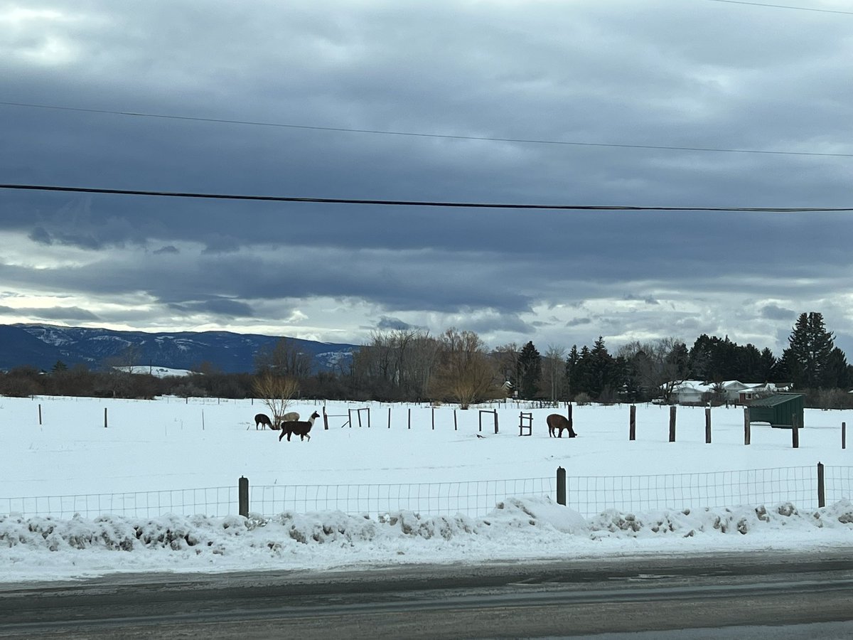 NewtonNHSCandCC's tweet photo. Great day at Montana State University Bozeman! Fantastic agricultural program with 
Bozeman Agricultural Research and Teaching Farm #BART https://t.co/cNaeqh4Ma2