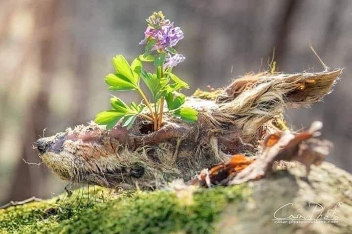 RincnCuriosoo's tweet photo. "De mi cuerpo descompuesto crecerán las flores y yo estaré en ellas. Eso es la eternidad." https://t.co/RoNX8IEx0l