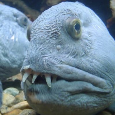 BigFishGuy21's tweet photo. #NewProfilePic https://t.co/4HH07glAgv
