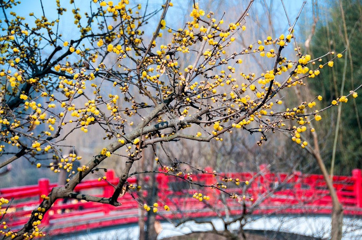 Descubre_China's tweet photo. El invierno en el lago “Slender West” en Yangzhou floreció silenciosamente para dar la bienvenida a la llegada del Año Nuevo 🇨🇳 🐰 🧧 🍒
#China #AñoNuevo #Invierno #Tradiccion #Paisaje https://t.co/jUJPhDsV6l