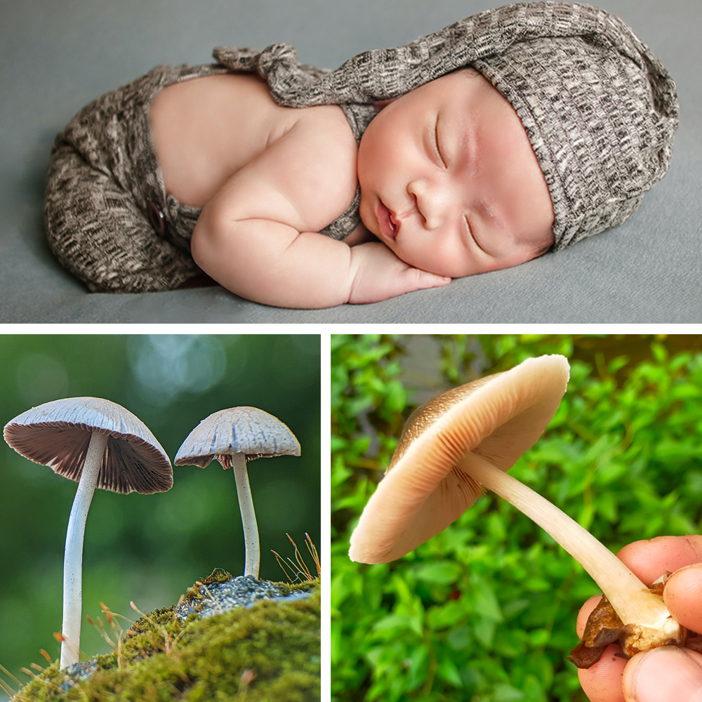 imlongneck's tweet photo. Nap time under a glowy mushroom. 

#photomanipulation #photoediting #fantasy #magical #mushroom #baby #babiesofinstagram #sleeping #sleepingbaby #glowingmushrooms https://t.co/Mpf1rTWp6v