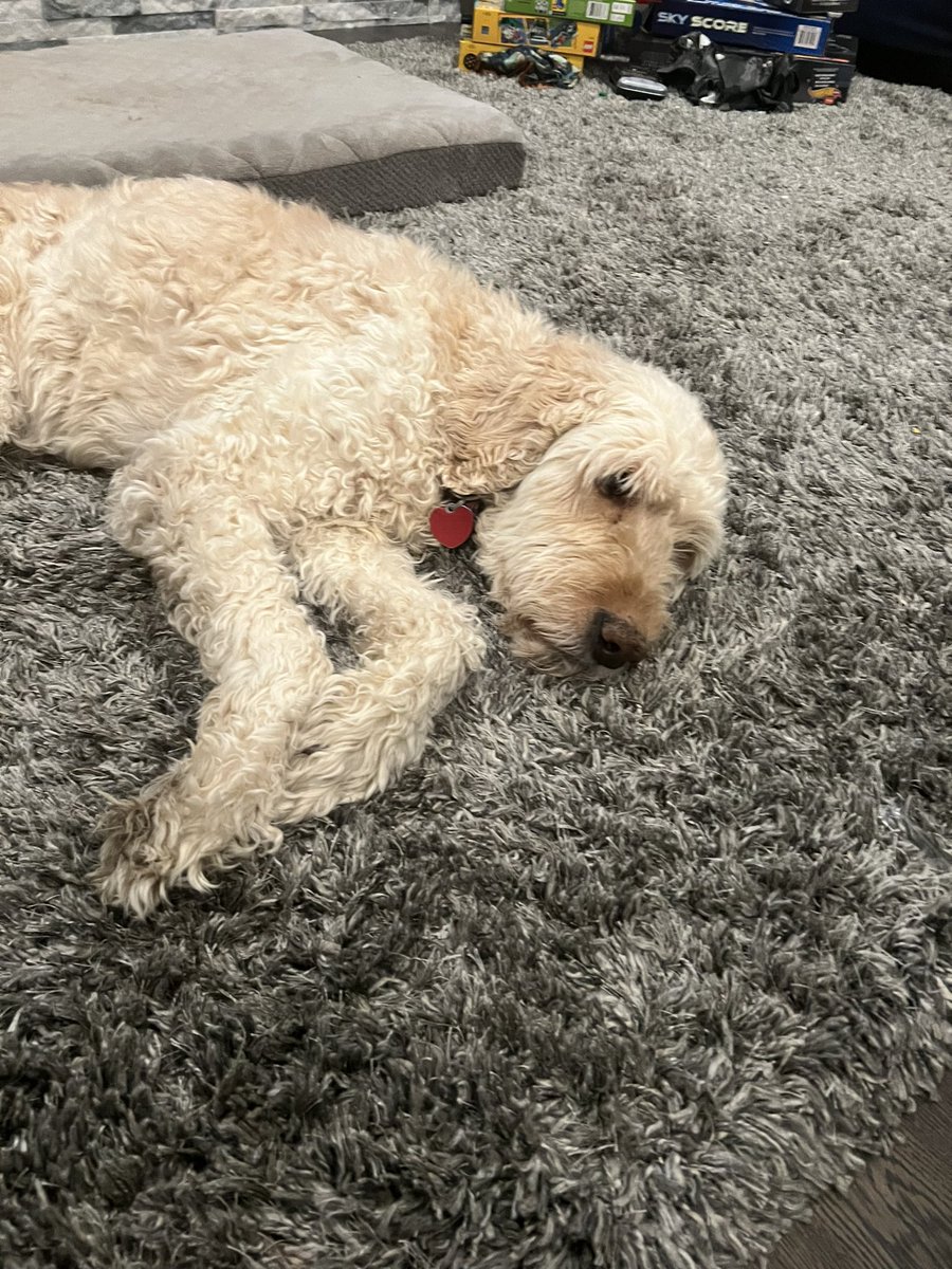 LaurenNeumann11's tweet photo. This is Bella, she is a K-specialist because she had few offspring and grew up with good parents that took care of her #apeseco @franklinlorax https://t.co/LrkZ7WY4lU
