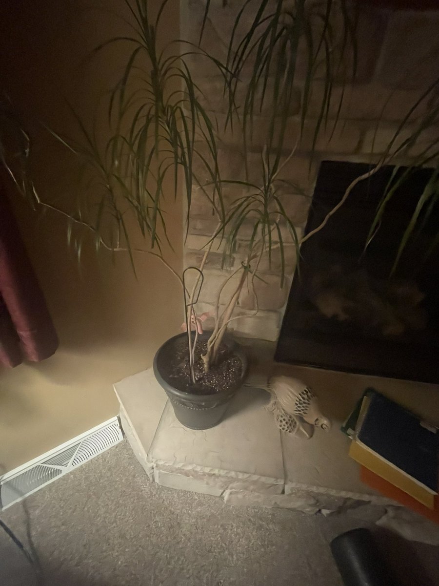 benkkkkkkkkk's tweet photo. This is a Palm, They are native to tropical and subtropical climates and they thrive in moist hot climates. The palm is able to survive inside due to indirect light from outside. It is nearly 35 years old. #apeseco @franklinlorax https://t.co/MVEkV4AZ37
