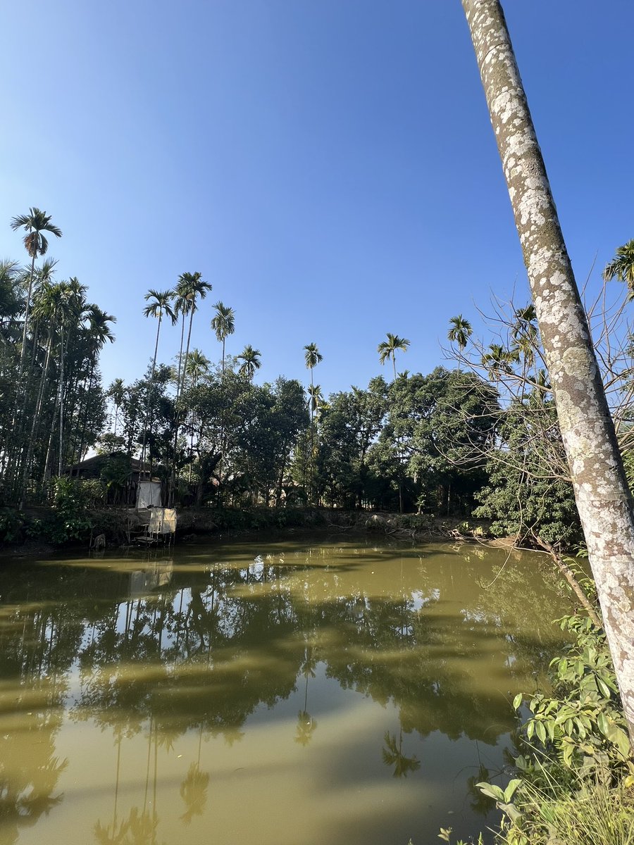 rameshpandeyifs's tweet photo. Villages in far flung north eastern areas are clean, green and self sustaining. People still practice having ponds and homestead around for producing fish and vegetables. Income generating crops like Areca nut, Rubber and Agarwood are changing their economies fast. https://t.co/6XJlLoHMaQ