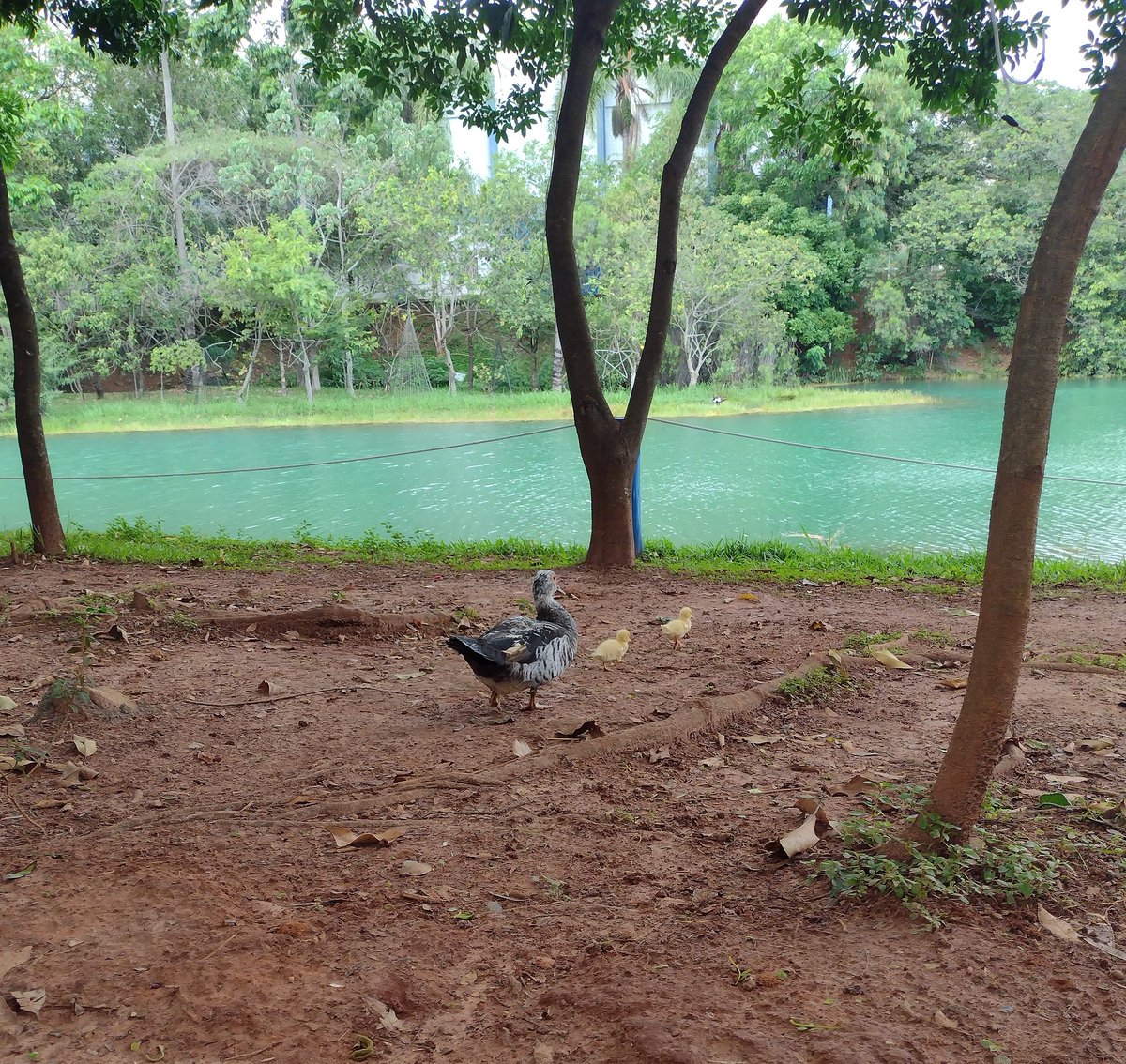 hortolandiacity's tweet photo. Olá Hortocity!!! Alguém conhece esse parque em #hortolandia? Lindo demais! #nossacidade #horto #parque #rmc #sp #natureza https://t.co/LzMLQBSGCR