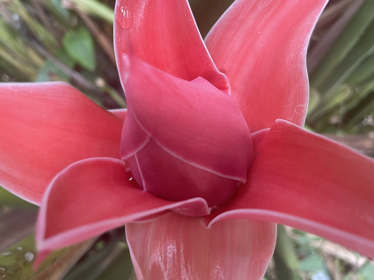 Crearechannel's tweet image. Red Fire, Red torch, #gingertorch #redfire #redtorch #flowerphotography #floweroflife