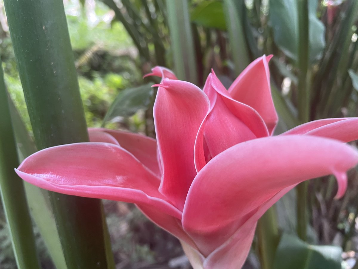 Crearechannel's tweet image. Red Fire, Red torch, #gingertorch #redfire #redtorch #flowerphotography #floweroflife