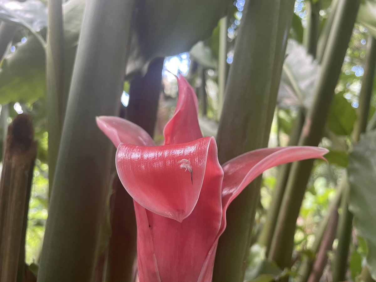 Crearechannel's tweet image. Red Fire, Red torch, #gingertorch #redfire #redtorch #flowerphotography #floweroflife