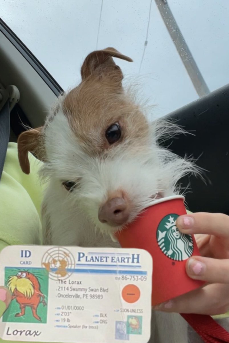 Kerriganlorax's tweet photo. This is my dog Quinn. she is a K strategist, because her litter had very few offspring, also because her parents took care of her until she was about 10-12 weeks old! #apesecology #franklinlorax https://t.co/KFnztSOMsm
