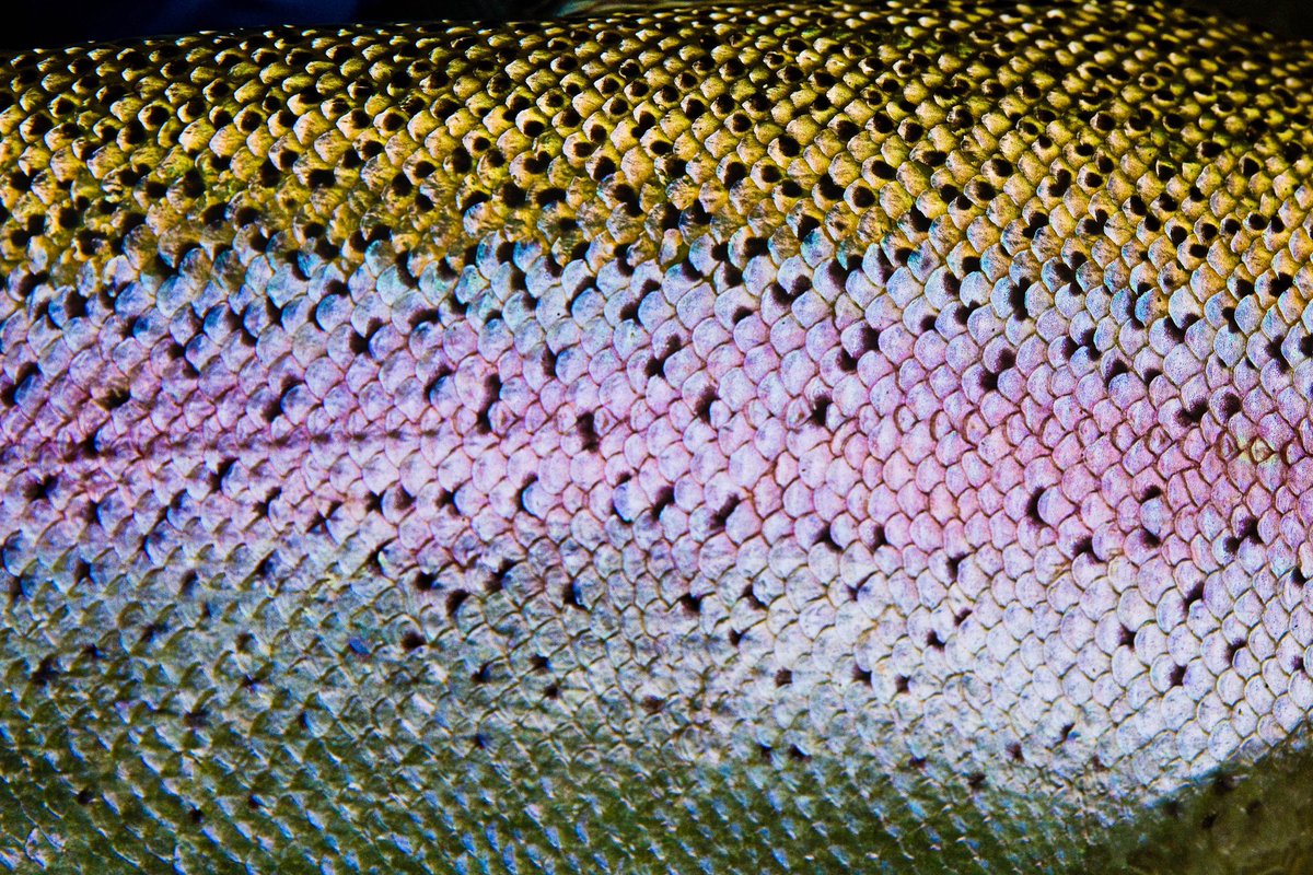 The Fly Shop tweet media