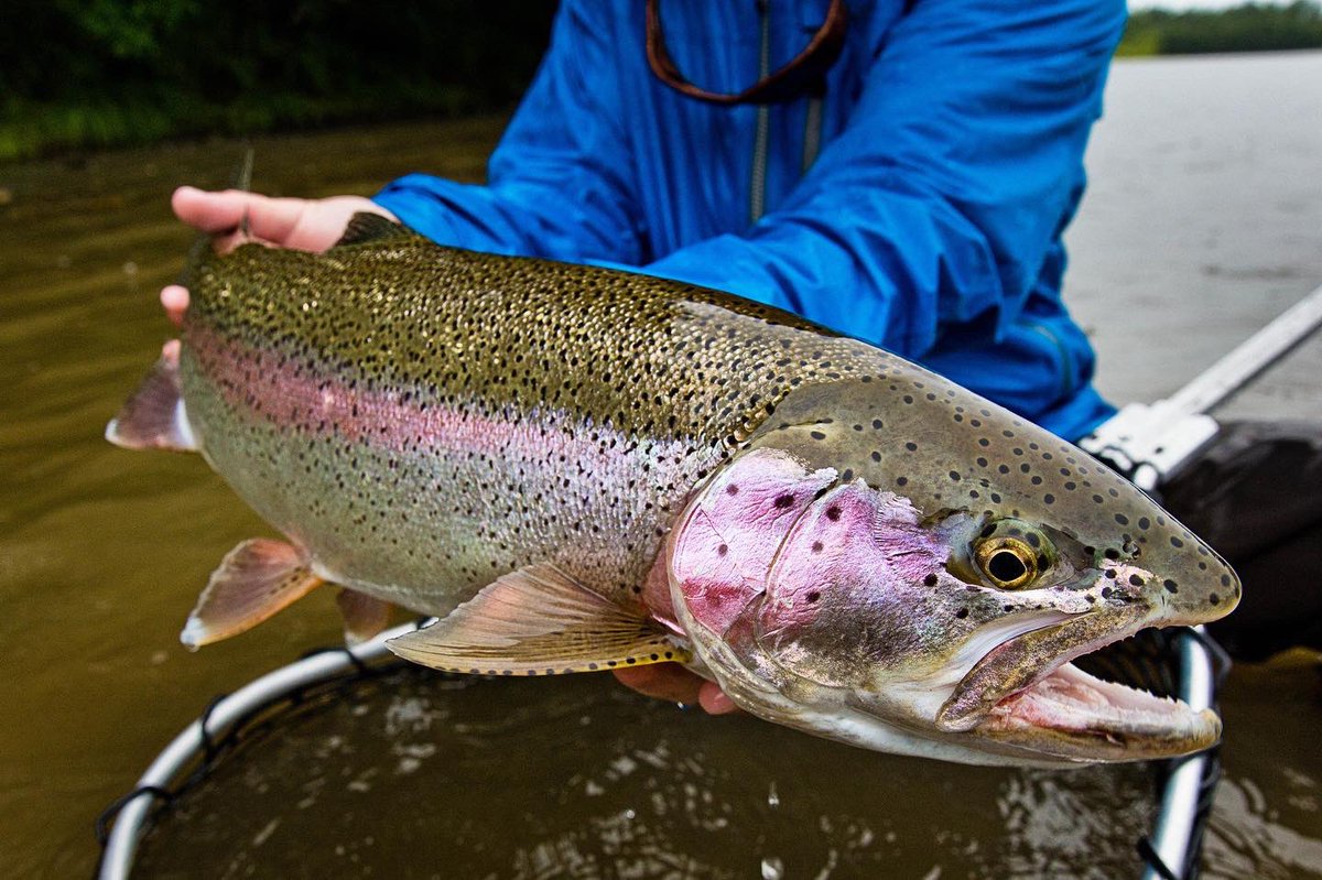 The Fly Shop tweet media