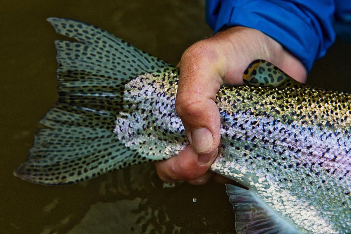 Few fish are more captivating than wild rainbows ...

Ph: Matt Harris
#flyfishing #flyfish #theflyshop #flyfishingtravel