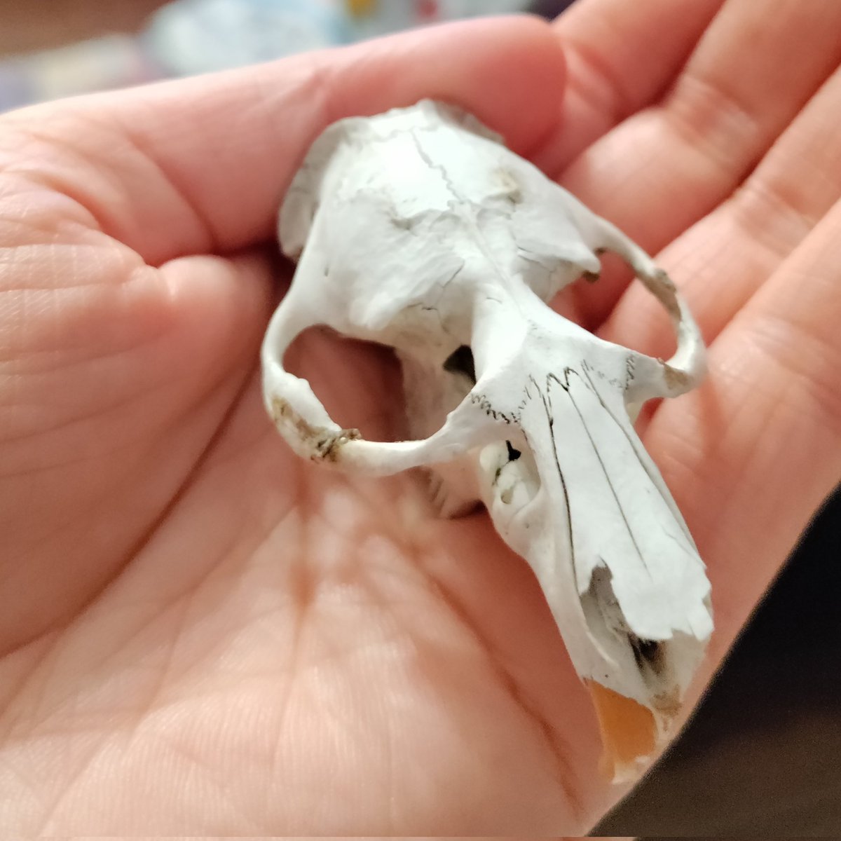 squidhop's tweet photo. Just watching tv and suddenly someone puts an actual skull in my hand. I am very toasty is this real send asist https://t.co/06zENakJCw