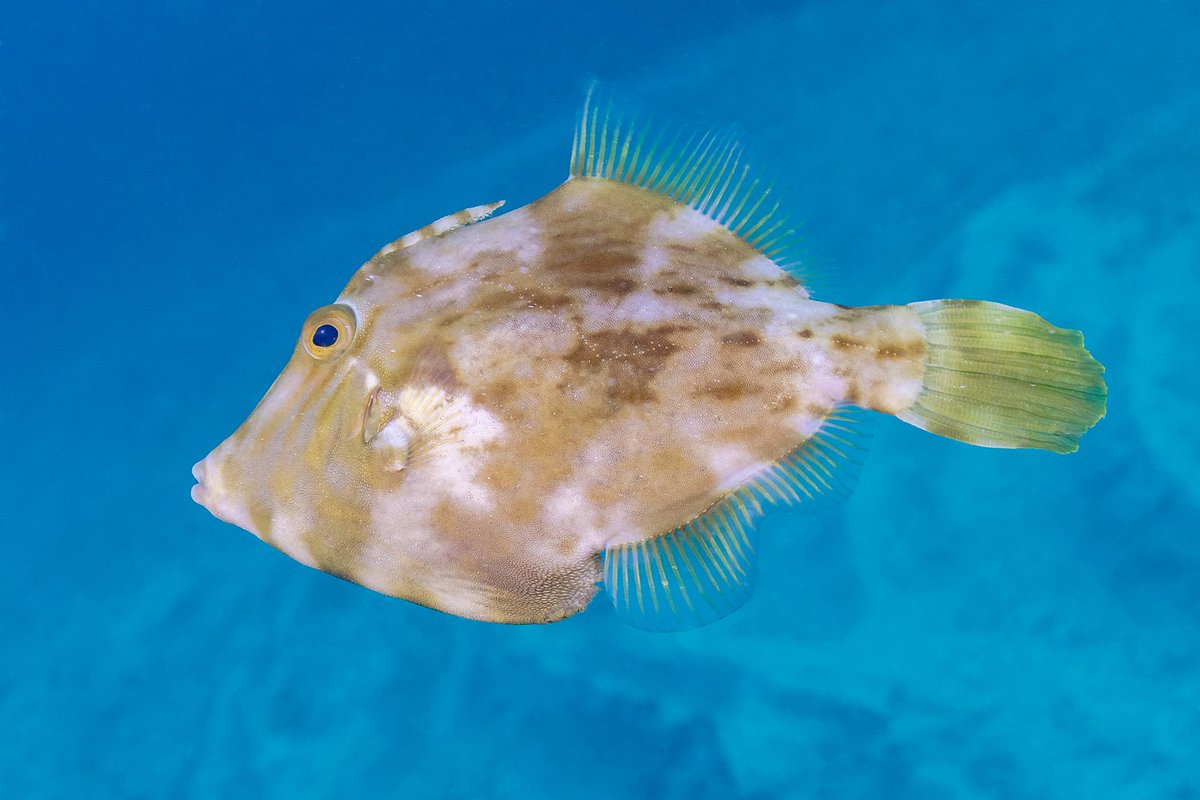 Today's fish is the Planehead Filefish (Stephanolepis hispidus)! These rhombus shaped fish are not great swimmers. Their small, awkward fins lead to them floating among seagrass facing down!
📸Seabird McKeon, Jesse Bissette, Diego Delso