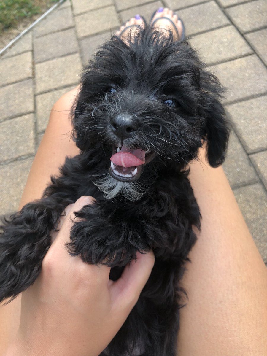 Sammg22's tweet photo. @CrumblCookies Baloo bear😍 https://t.co/UXj6ul5h2O