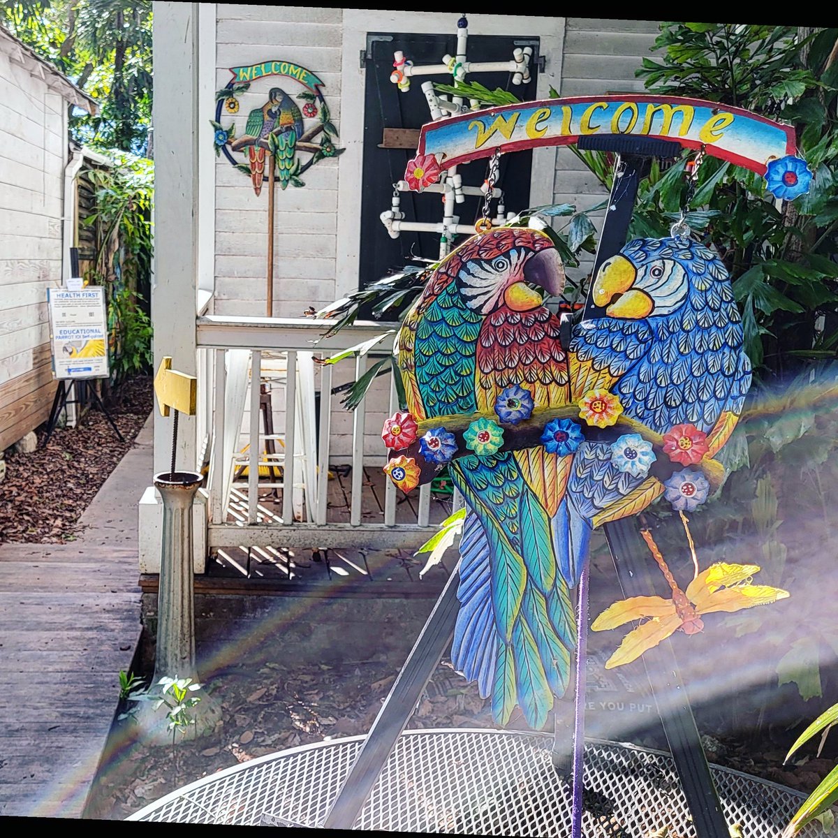 We stopped in over at Nancy Forrester's Secret Garden (a rescue parrot sanctuary) to support the cause...

#keywest #florida #Parrots