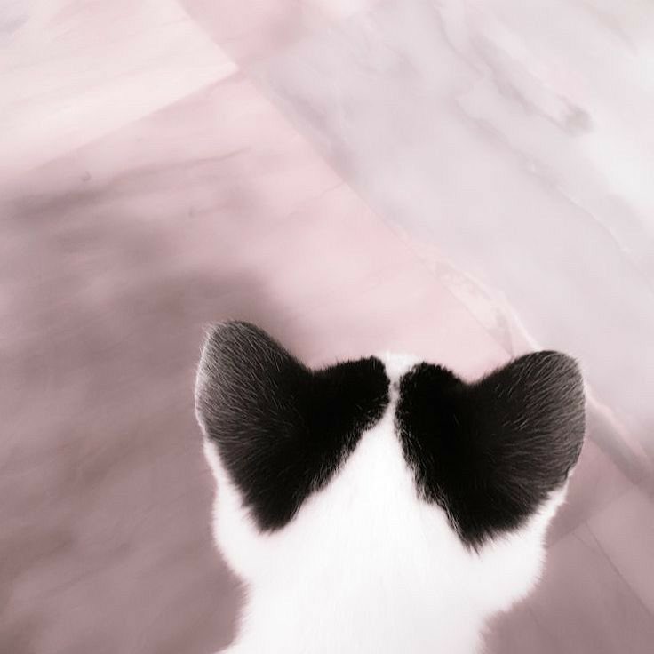lowkeyalbert's tweet photo. cute images to make you happy :) https://t.co/zhzleCOw7l