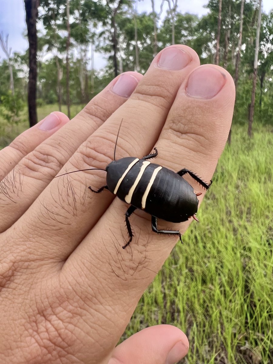 A Pandanus Roach in his hot and humid woodland habitat! ☀️