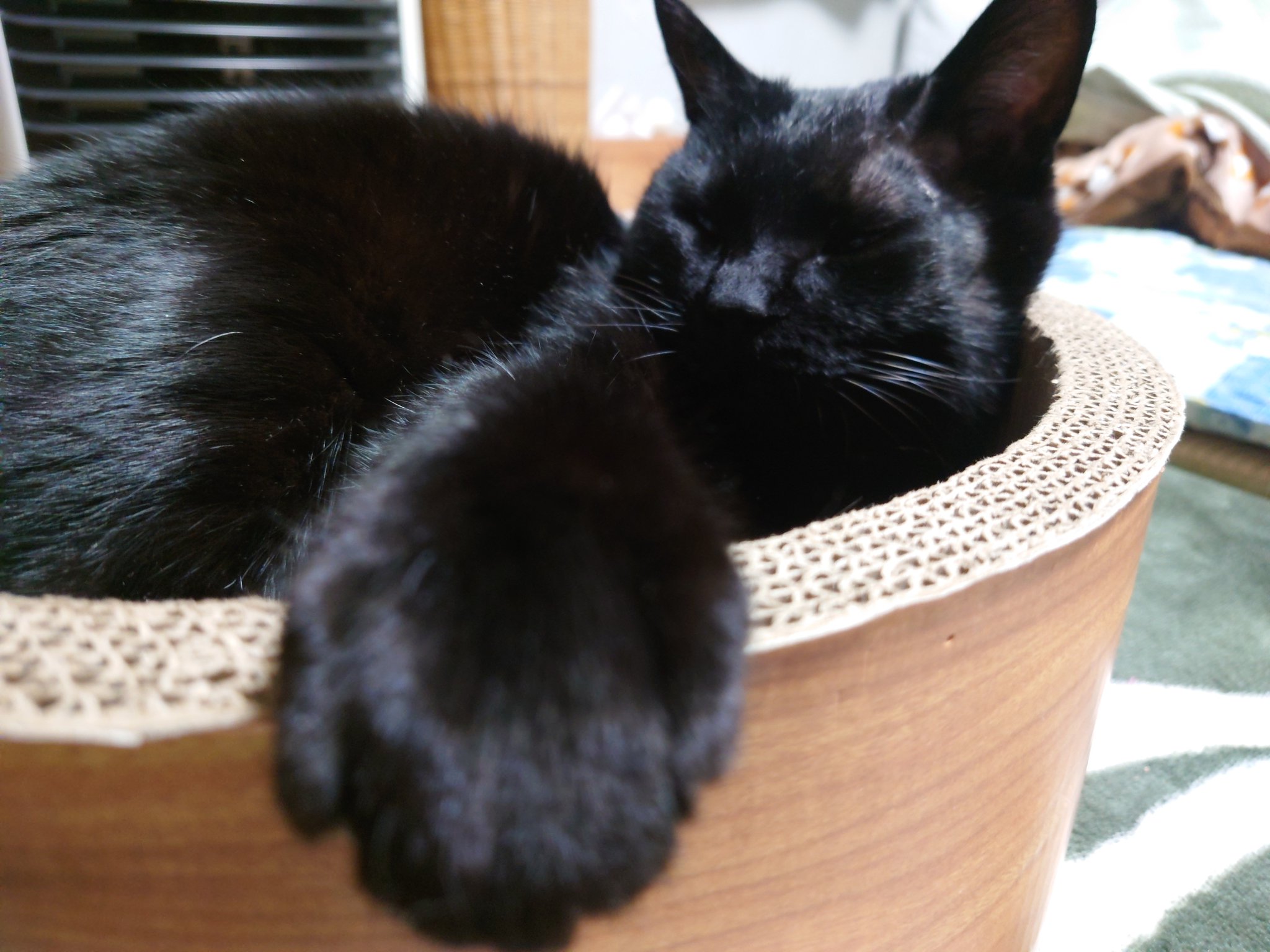 黒猫のジジ - Twitter Search / Twitter