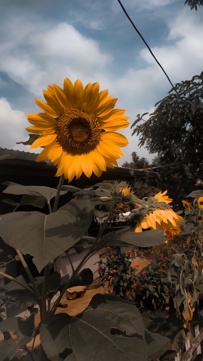 piw piw🍉 tweet media