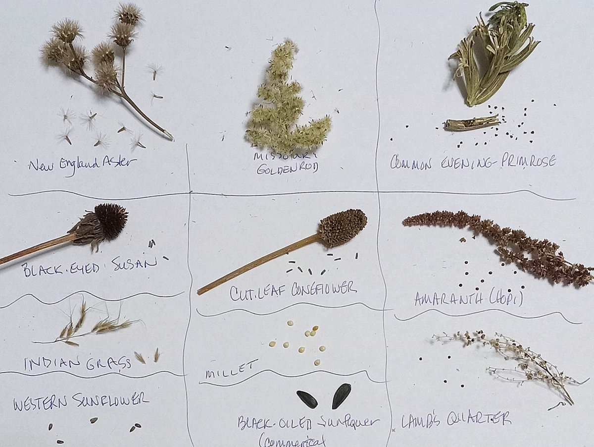 Today is #NationalBirdDay. Susan Sander reminds folks in today's blog that it is lots of little seeds that get many of our bird friends through the winter. You can help by turning your yard into a PEARL (Pocket Environments Animals Really Like). hackmatacknwr.org/counting-on-th…