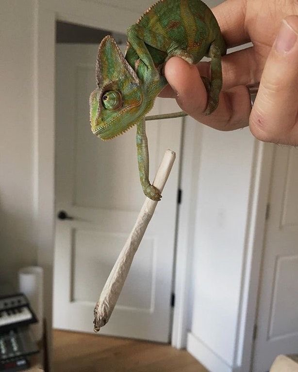 zootmuncher's tweet photo. 🪸🍄🦚unpinning at 45kg🧃🎪🪴 https://t.co/ja7IusFfcO