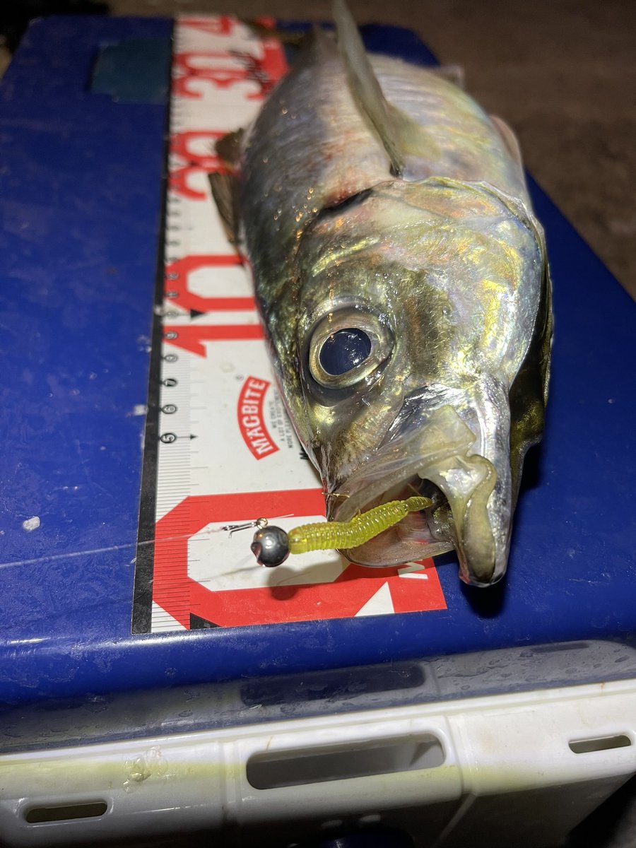 turi_buta's tweet photo. 最高の魚を釣れて来てくれたのが
MAGBITEのスタン！
スプリットで尺を獲り
ジグ単に変えて1投目
ボトムからの跳ね上���からのステイ
アタリの無いアタリからフルフッキング
悲鳴を上げるドラグ
バットからブチ曲がるロッド
上がって来たのは念願のギガアジ

最高をありがとう
@Magbite_fishing 
#スタン https://t.co/EGui2KmfWs