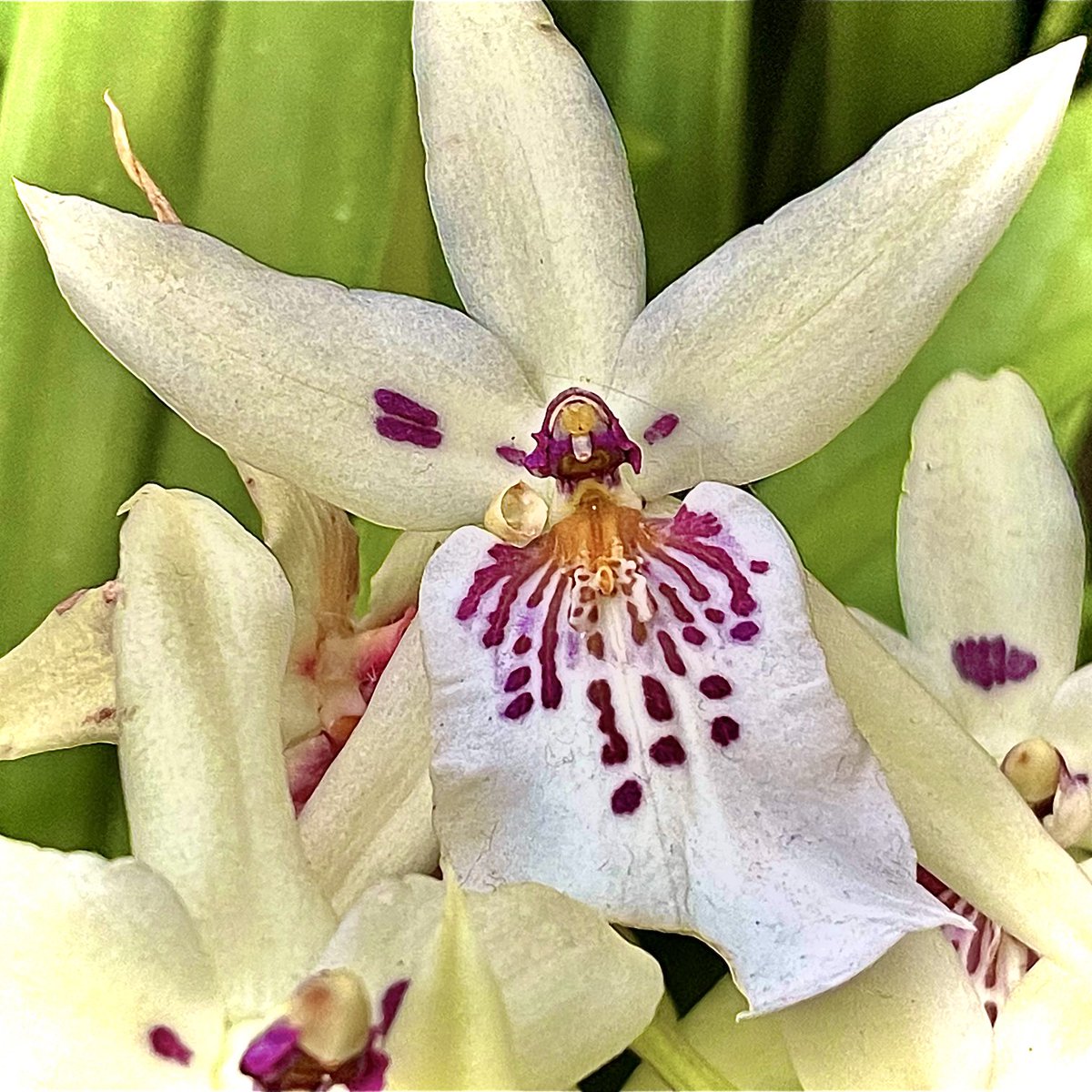 Winter Orchid #winter #orchid #flower #bloom #beauty #garden #botanical #capitalhill