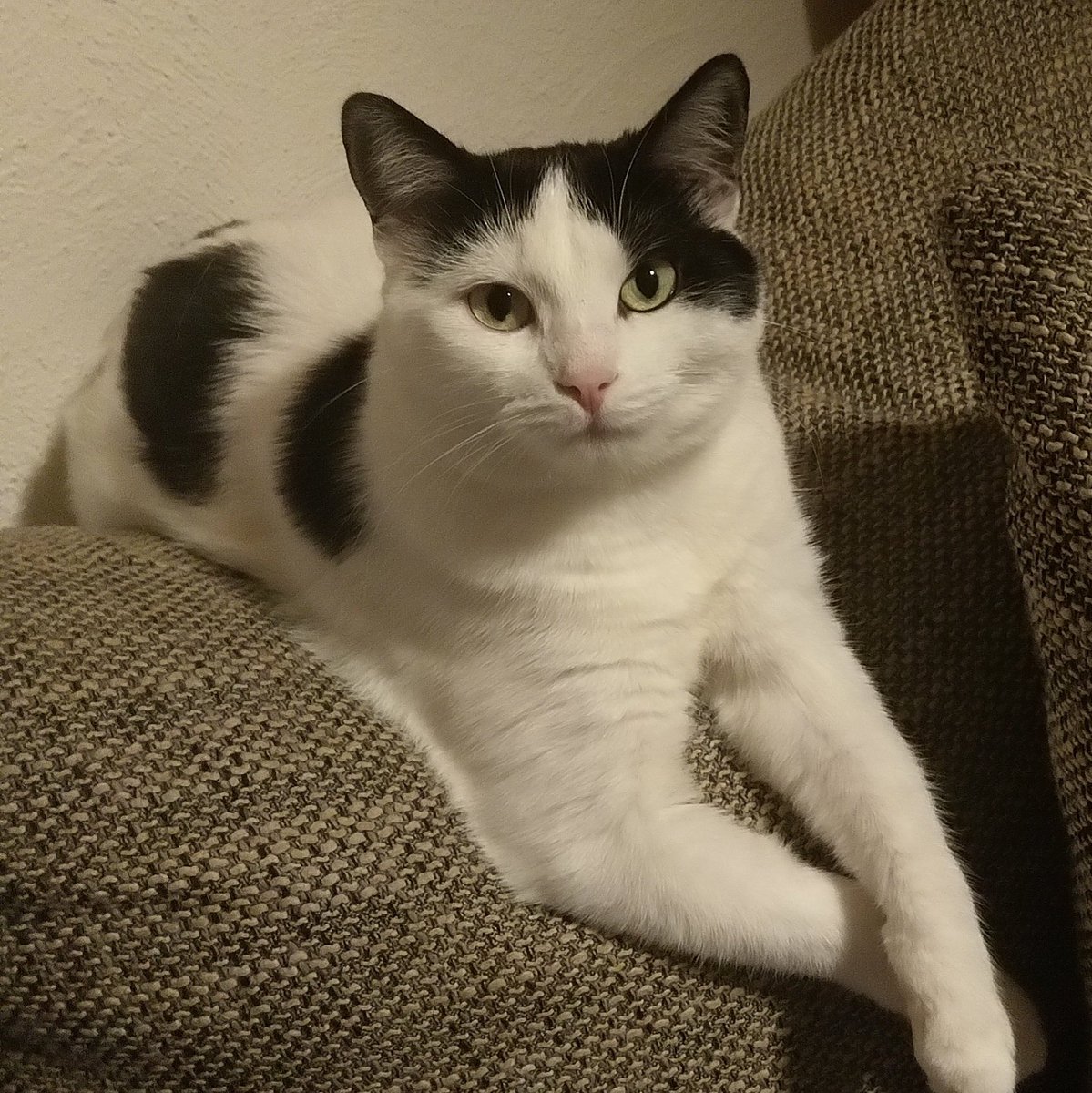 BeforeTheStormO's tweet photo. She looks like she wants to tell you a story! 😺

#Cat #CatsOfTwitter #CatsOnTwitter #cats #catlovers #miau https://t.co/WsVrZRtfmu