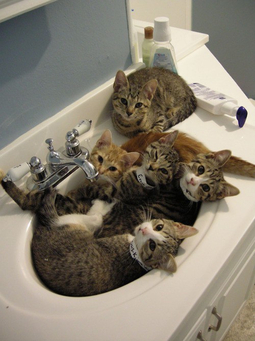 sinks clogged