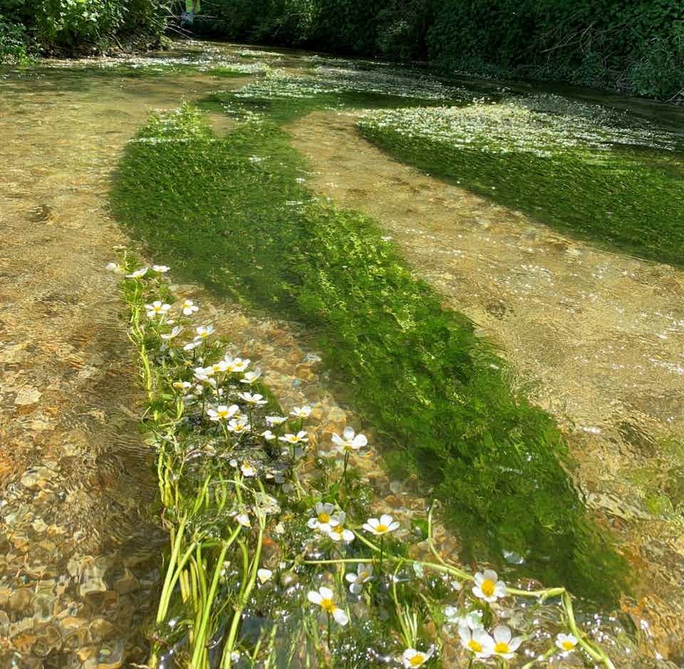 HighbridgeTrust's tweet photo. 'England's rainforests' destroyed by @SouthernWater https://t.co/RA2ELDyKAo