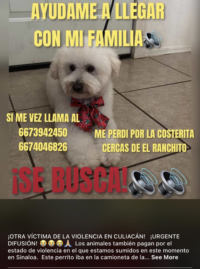 FundacionLaika's tweet photo. #Culiacán este perrito iba a bordo de un vehículo que fue despojado por un grupo armado en la ciudad; bajaron a su familia (visitantes de USA) y se llevaron el vehículo con este peludo a bordo;si llegas a verlo,puedes resguardar y avisar a su familia por favor? #Culiacan #laika https://t.co/EkzGRifmXL