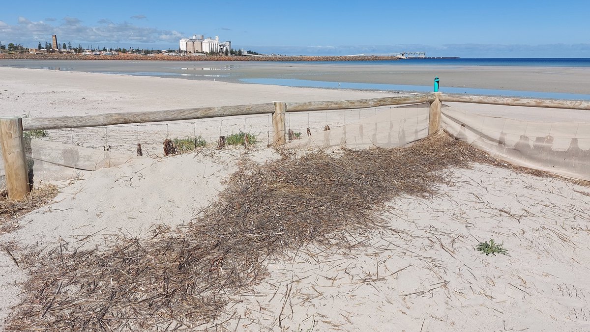 pfwaus's tweet photo. Wind blown grasses accumulated near the dune stabilisation fence line at North Beach #WallarooSA #SouthAustralia #Australia #NaturePhotography #nature #Travel π· #TravelOz https://t.co/vBVwRlNb2q