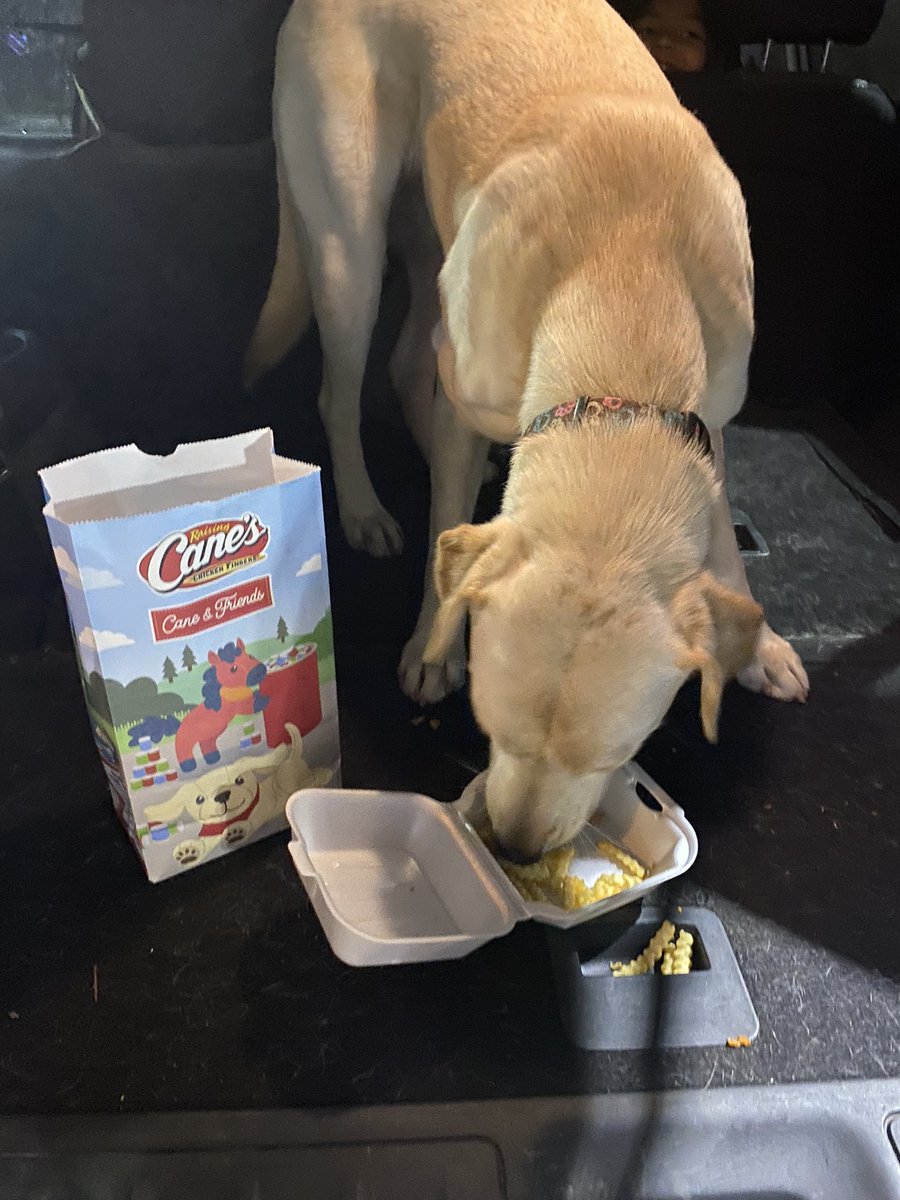 Hinoisa12Isaac's tweet photo. Marley enjoying her @raisingcanes meal. Question if @raisingcanes is named after a dog, why not make the stores pet friendly? https://t.co/qf6LQ1rMwE