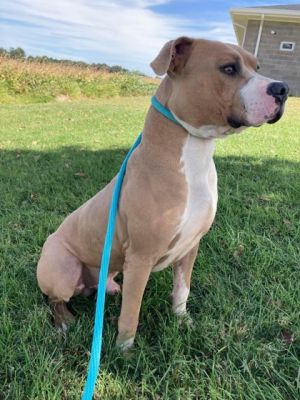 Hello, I'm Ace HW(-). I am a Male Pit Bull Terrier and Mixed Breed.
petfinder.com/dog/ace-hw-575…