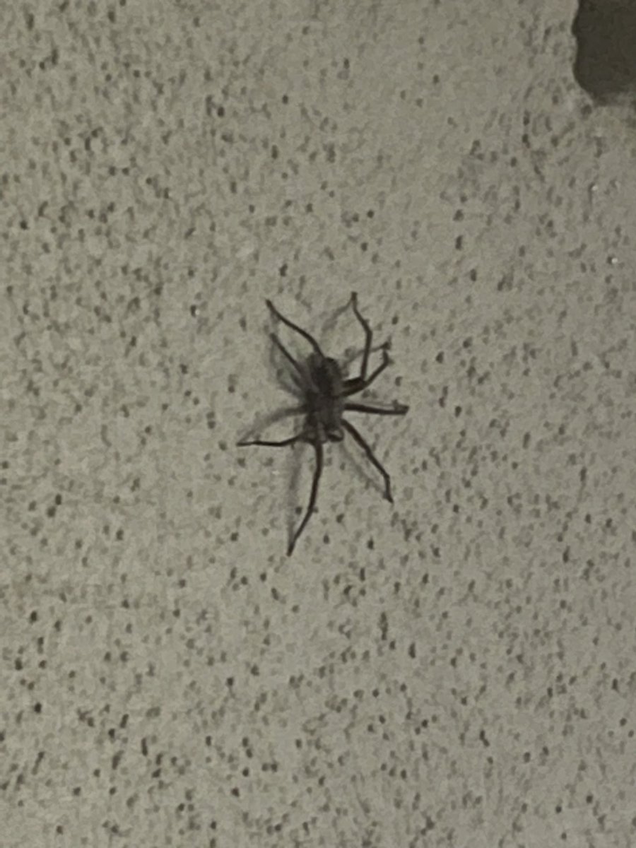 FerMdCN's tweet photo. @Arachno_Cosas me ayudas? https://t.co/TsgQuUTiL2