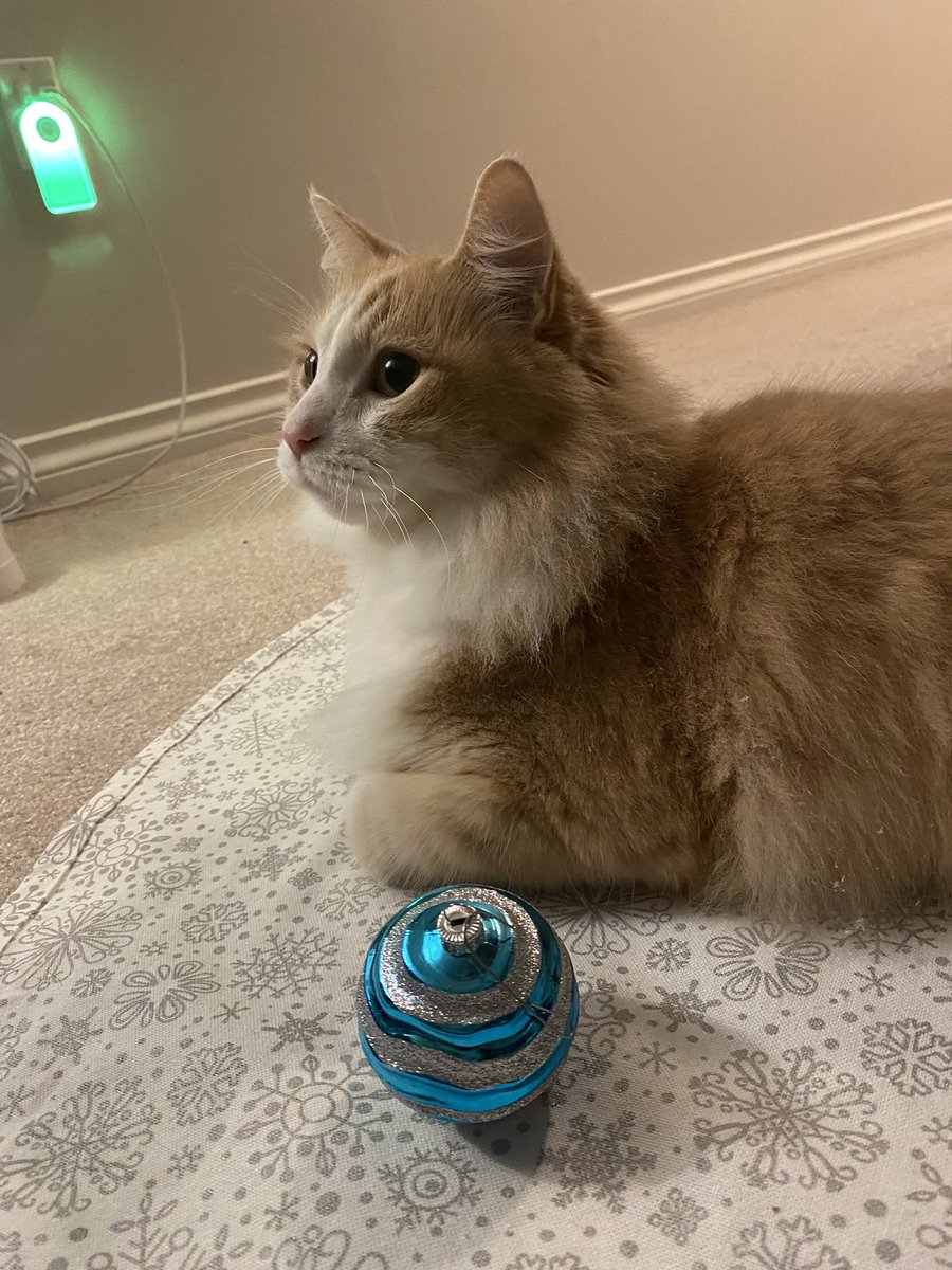 Update on <a href="/aleksipotato/">Aleksi Potato</a> - his surgery was today, and we got the call from the vet this afternoon that he’s okay! He’s missing a thyroid gland now, but he’s also now free of the cyst that was growing on it.