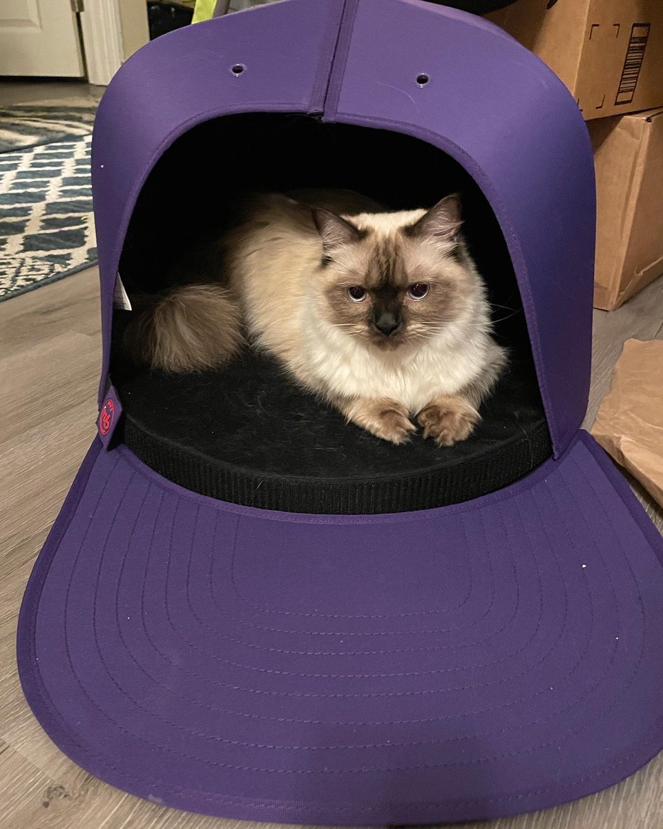 NotoriousPdx's tweet photo. The cutest kitten present yet!! #lakers #nba #nap #napcap #snapback #hat #ragdoll #bengal #love #rubberducky ๐ป https://t.co/BPUECNfYvQ